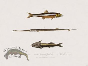 64 New Holland Caffowary